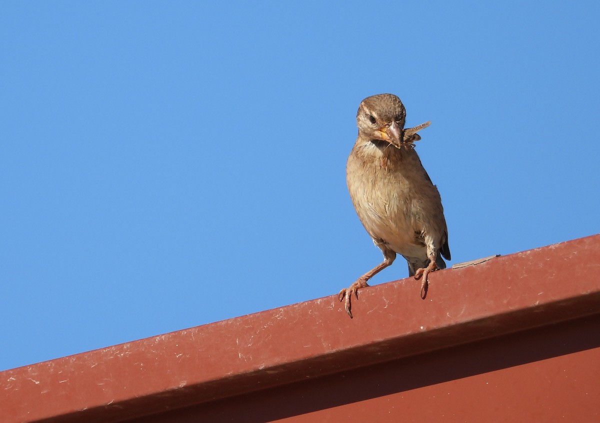 Gorrión Común - ML646306542
