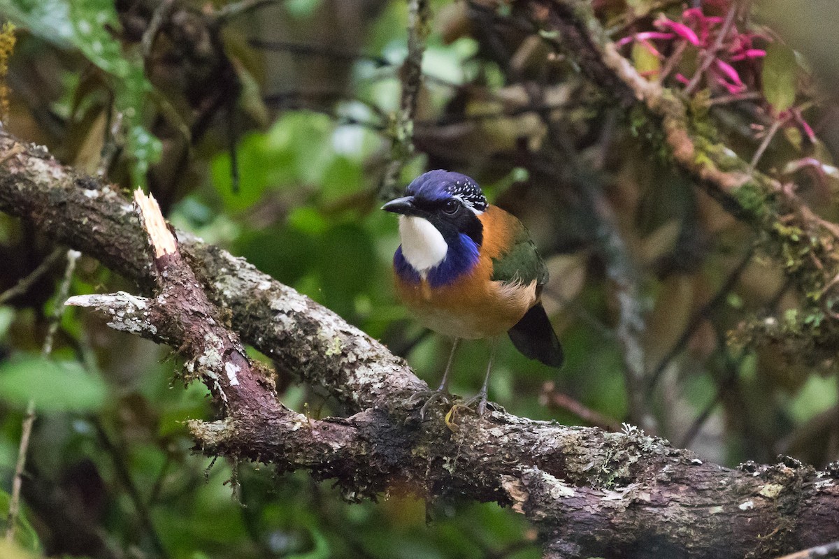 Pitta-like Ground-Roller - ML646306546