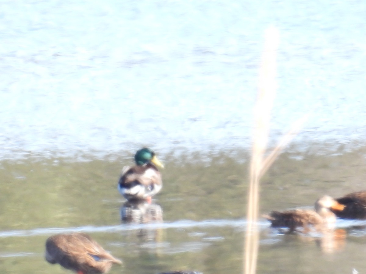 Mallard - ML646306547