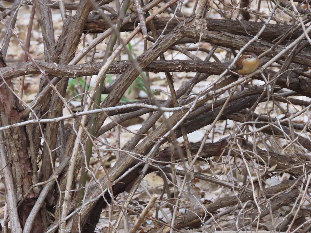 Carolina Wren - ML646306550