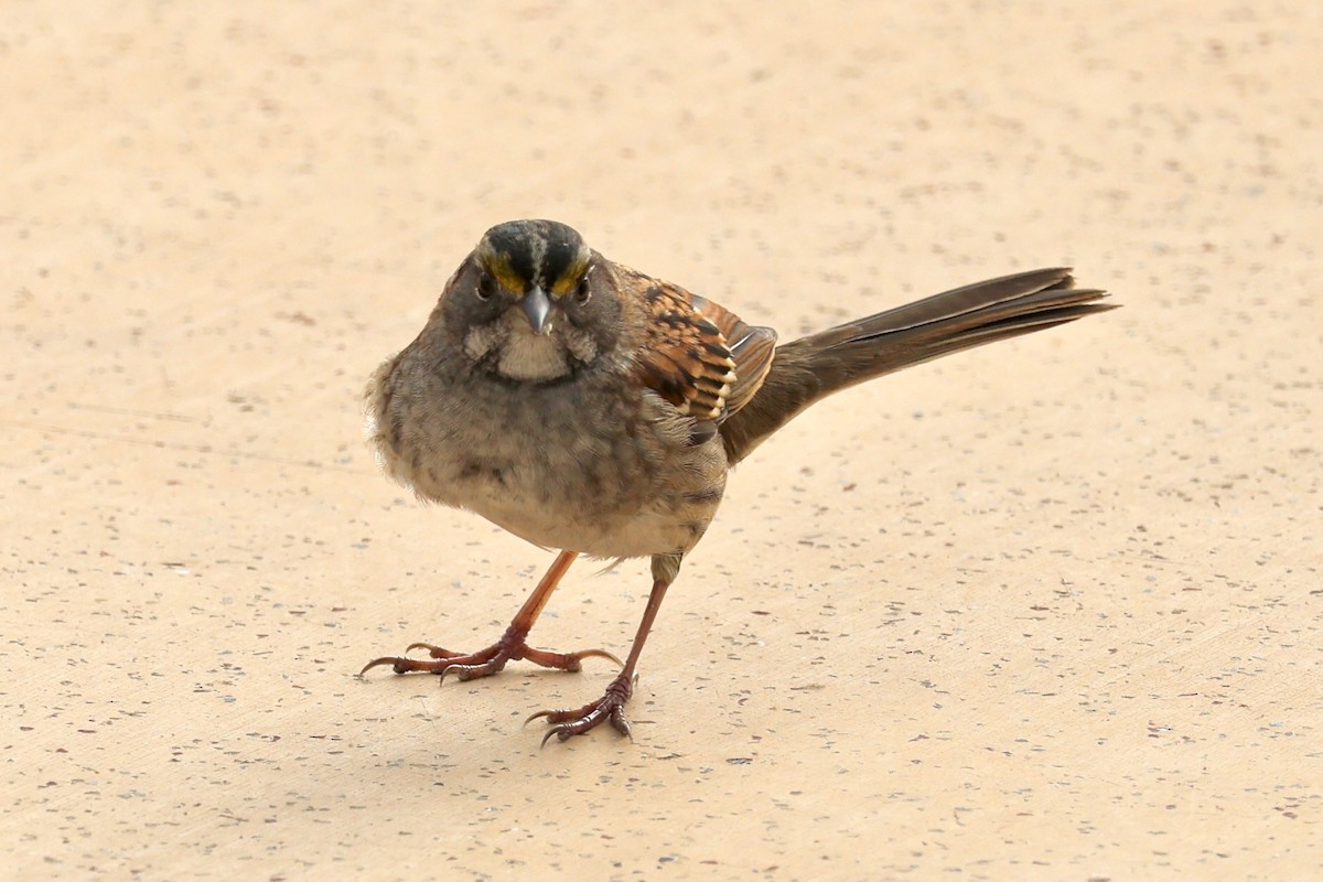 White-throated Sparrow - ML646306554