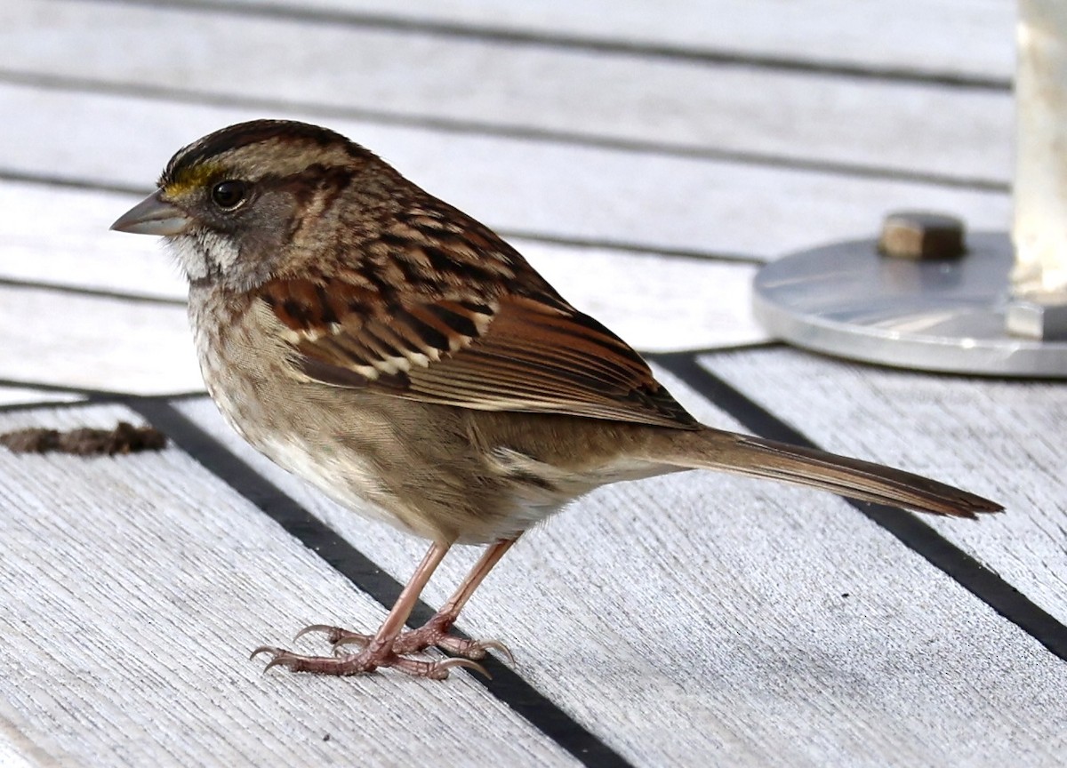 White-throated Sparrow - ML646306555