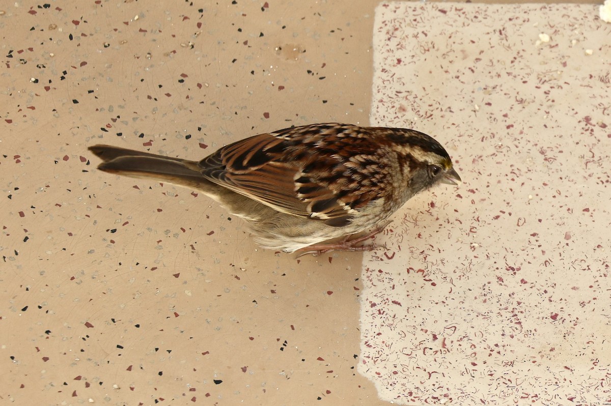 White-throated Sparrow - ML646306556