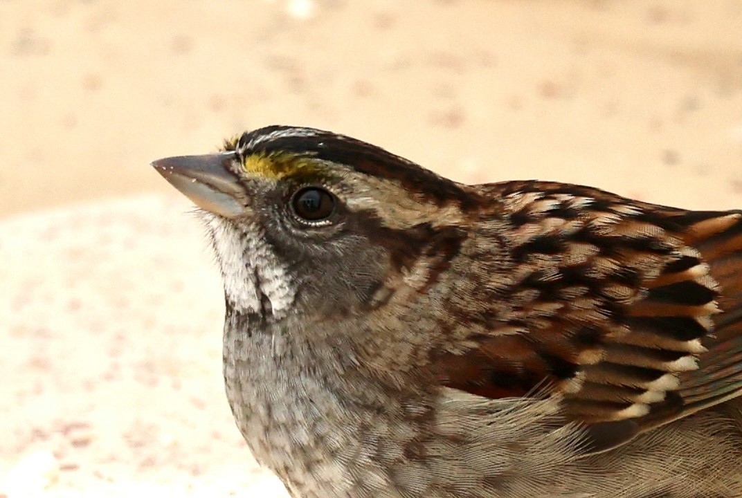 White-throated Sparrow - ML646306557