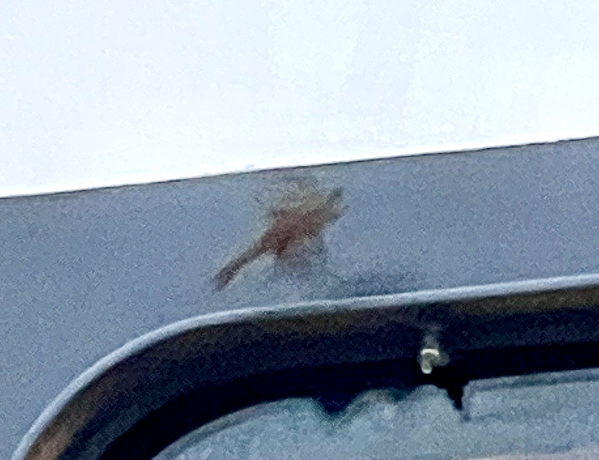 White-throated Sparrow - ML646306559