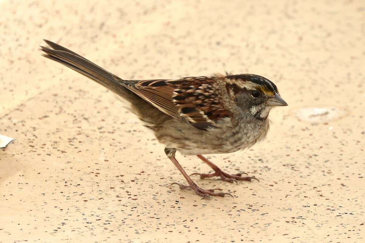White-throated Sparrow - ML646306560