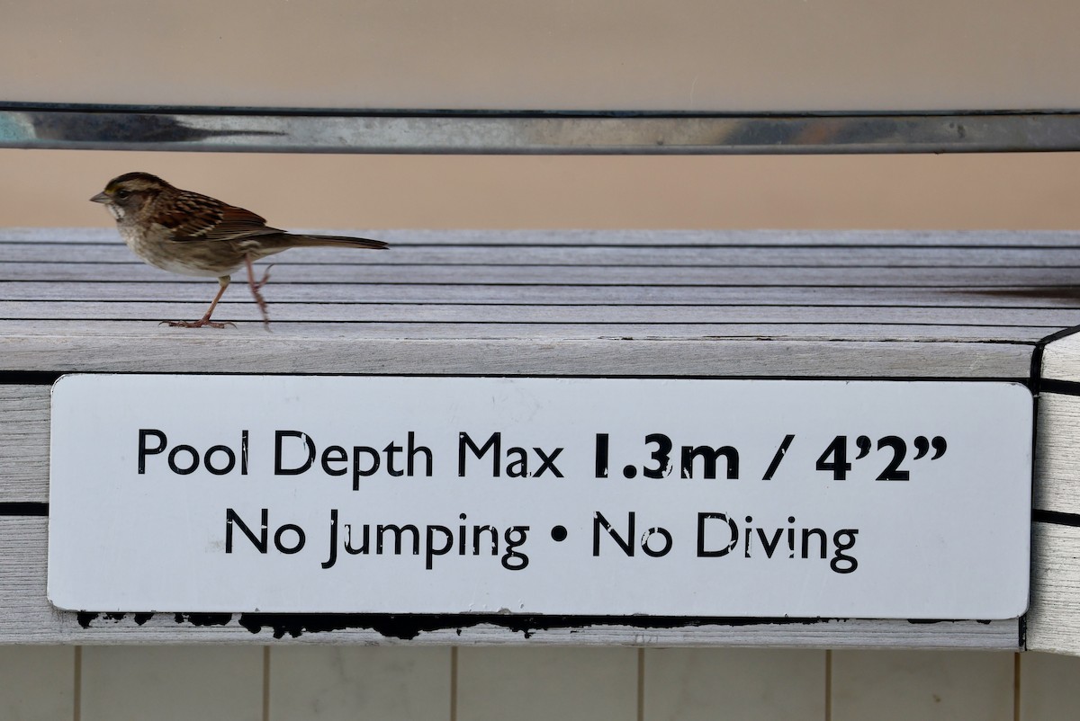 White-throated Sparrow - ML646306561