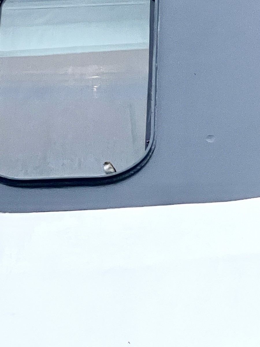 White-throated Sparrow - ML646306562