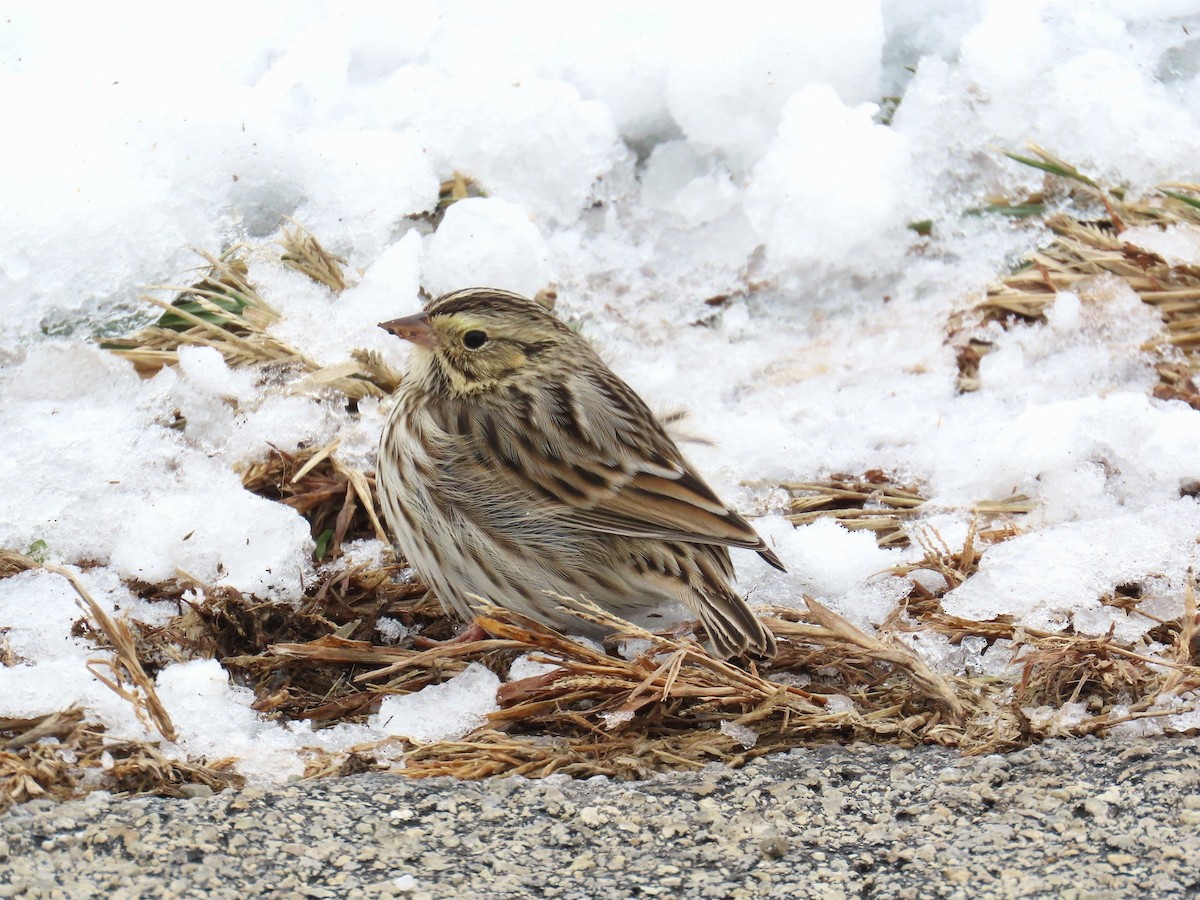 Savannah Sparrow - ML646306565