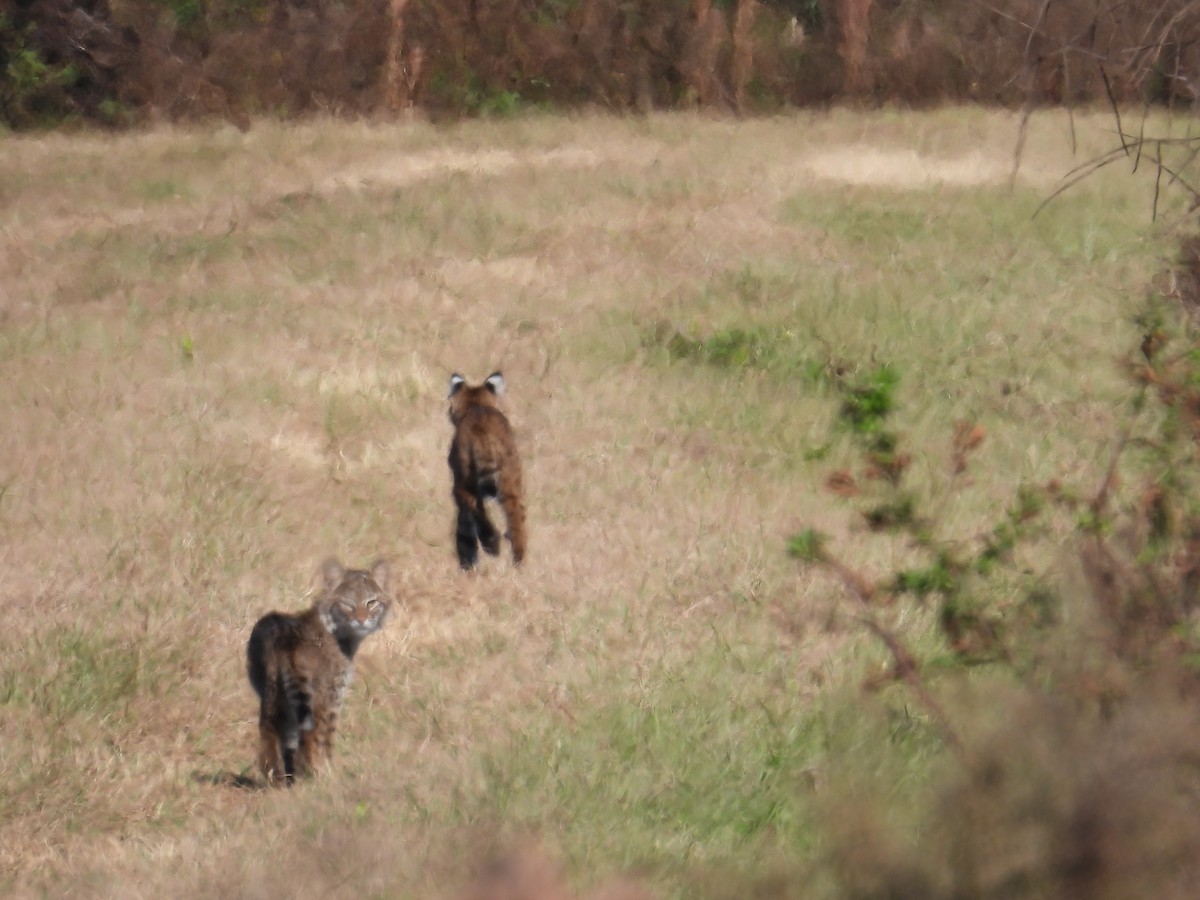 Mammals - ML646306567