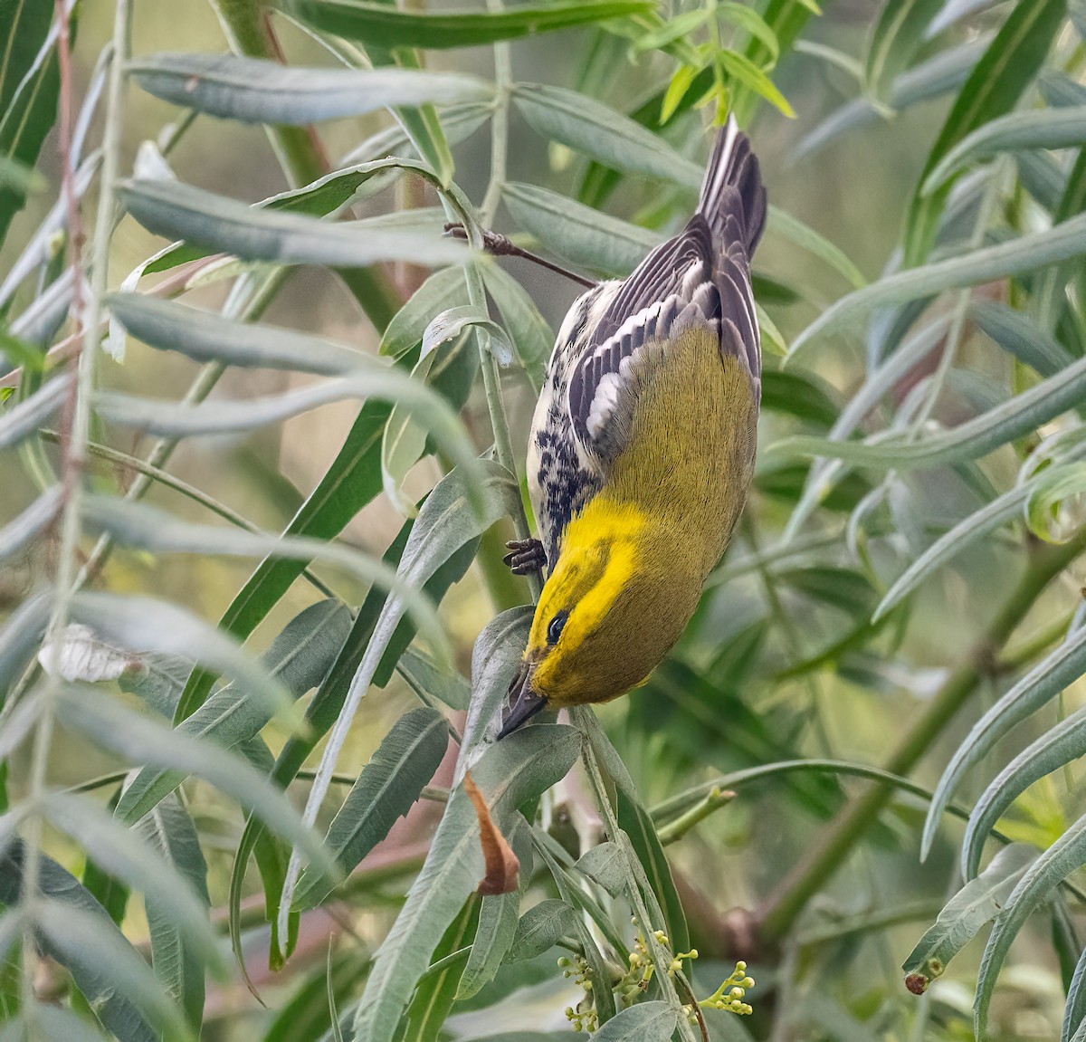 Black-throated Green Warbler - ML646306568