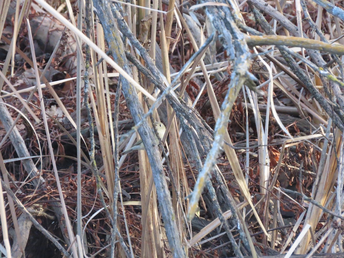 Ruby-crowned Kinglet - ML646306569