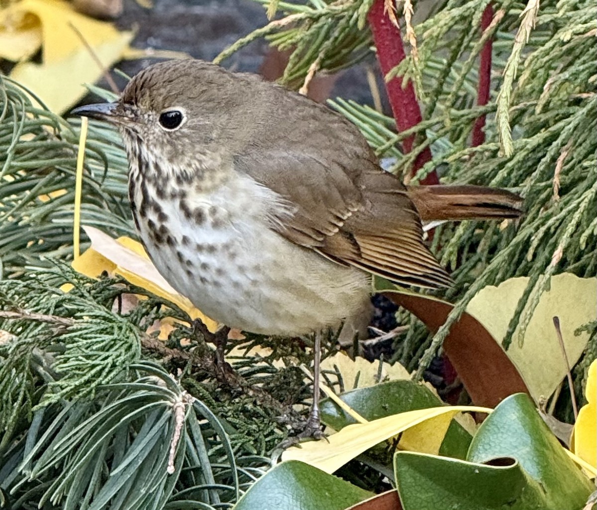 Hermit Thrush - ML646306570