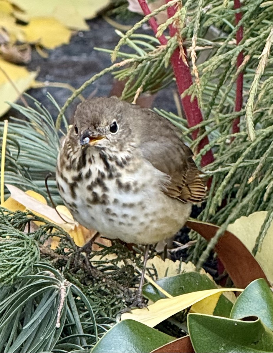 Hermit Thrush - ML646306571