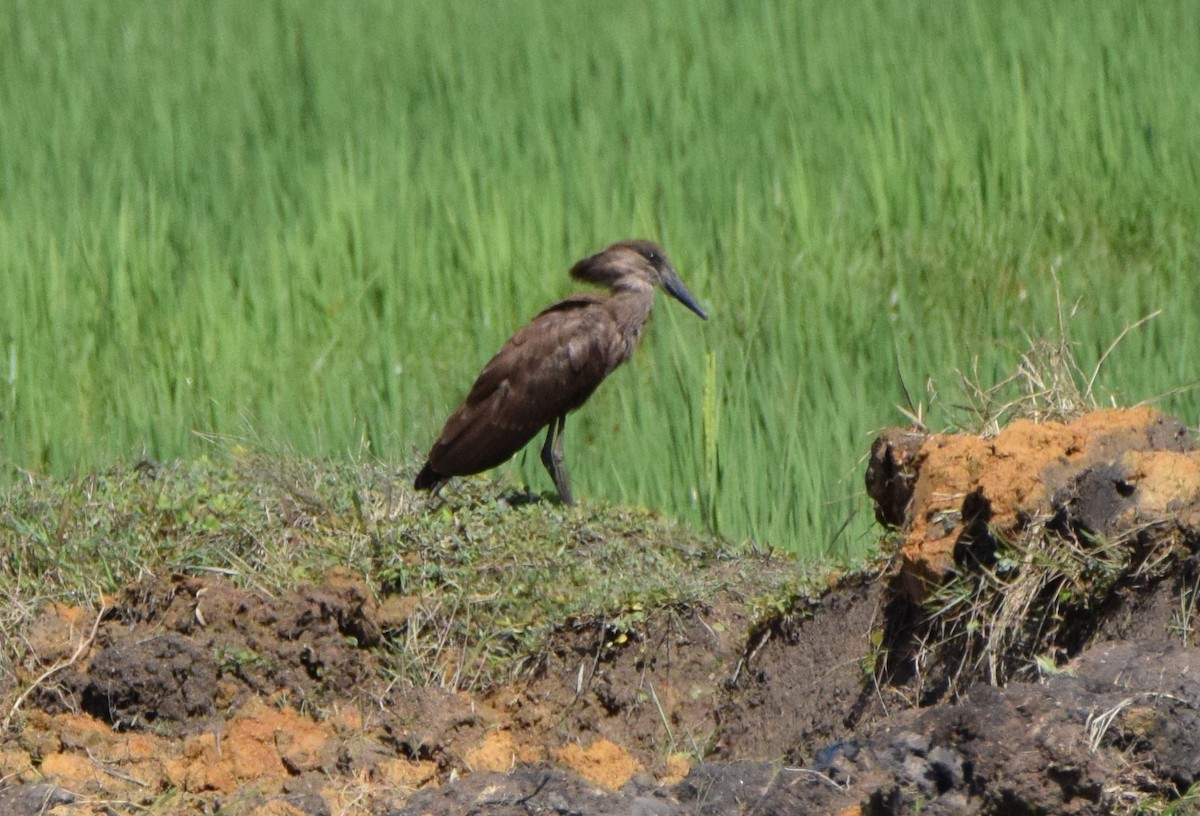 פטישן - ML646306572