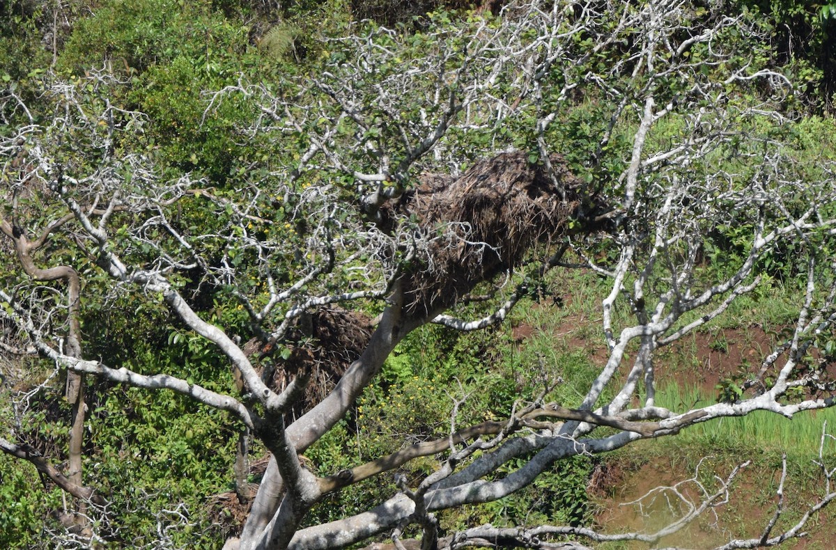 פטישן - ML646306573