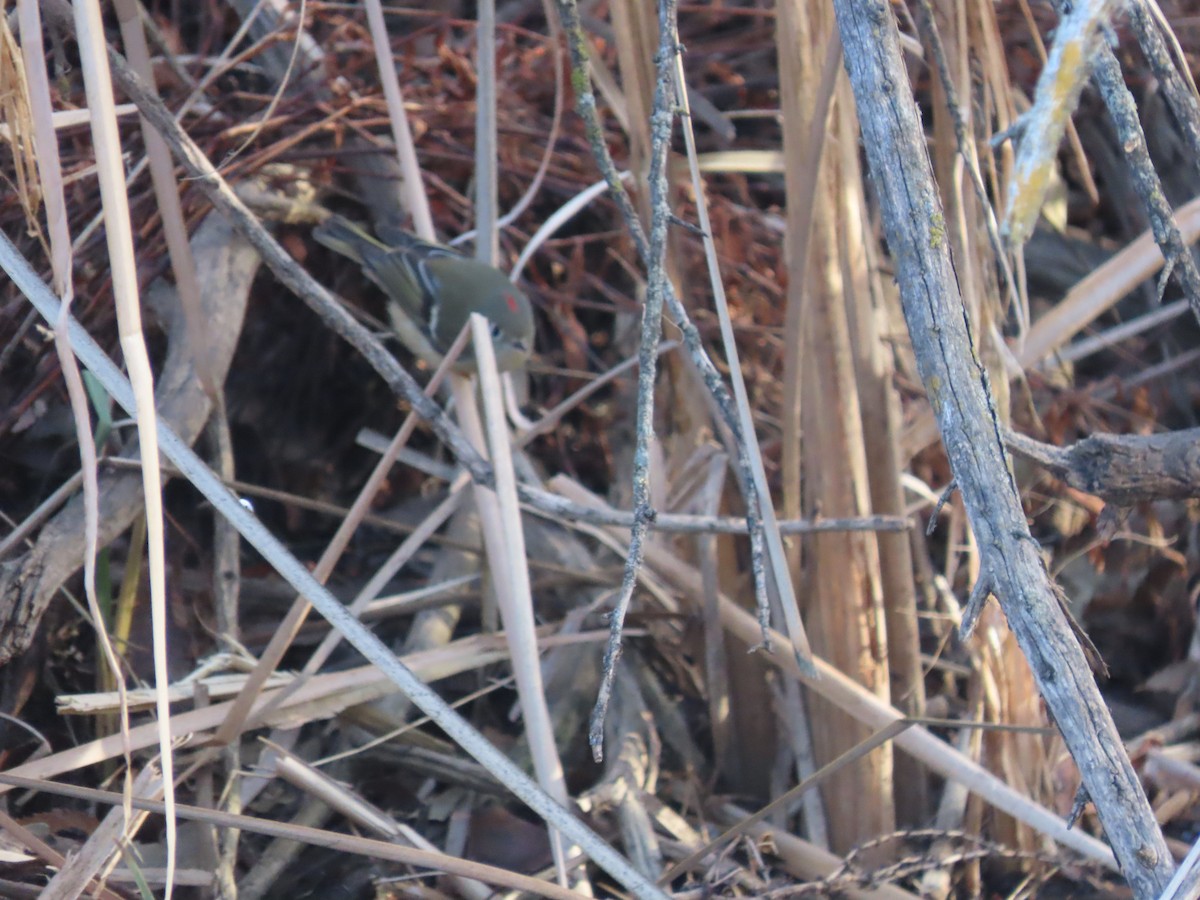 Ruby-crowned Kinglet - ML646306576