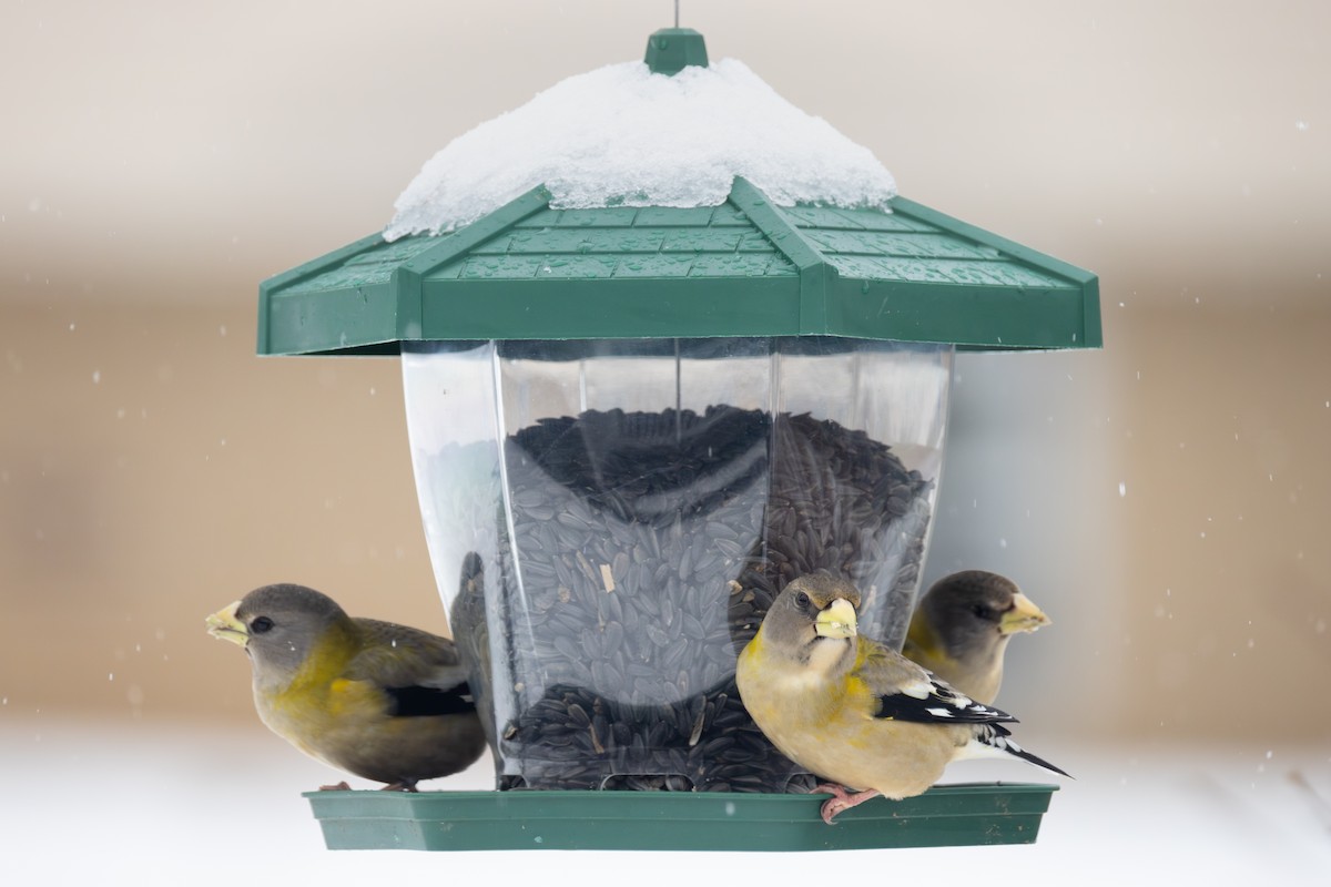 Evening Grosbeak - ML646306578
