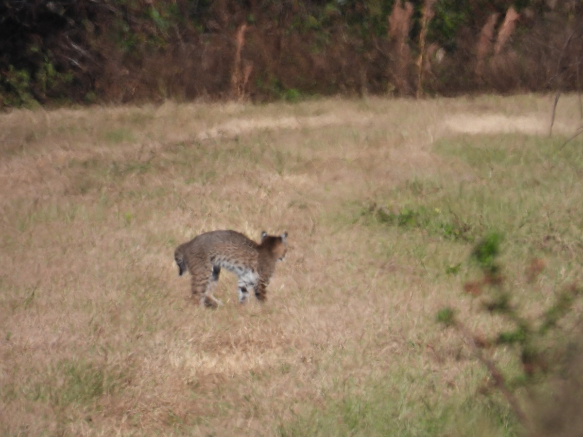 Bobcat - ML646306579