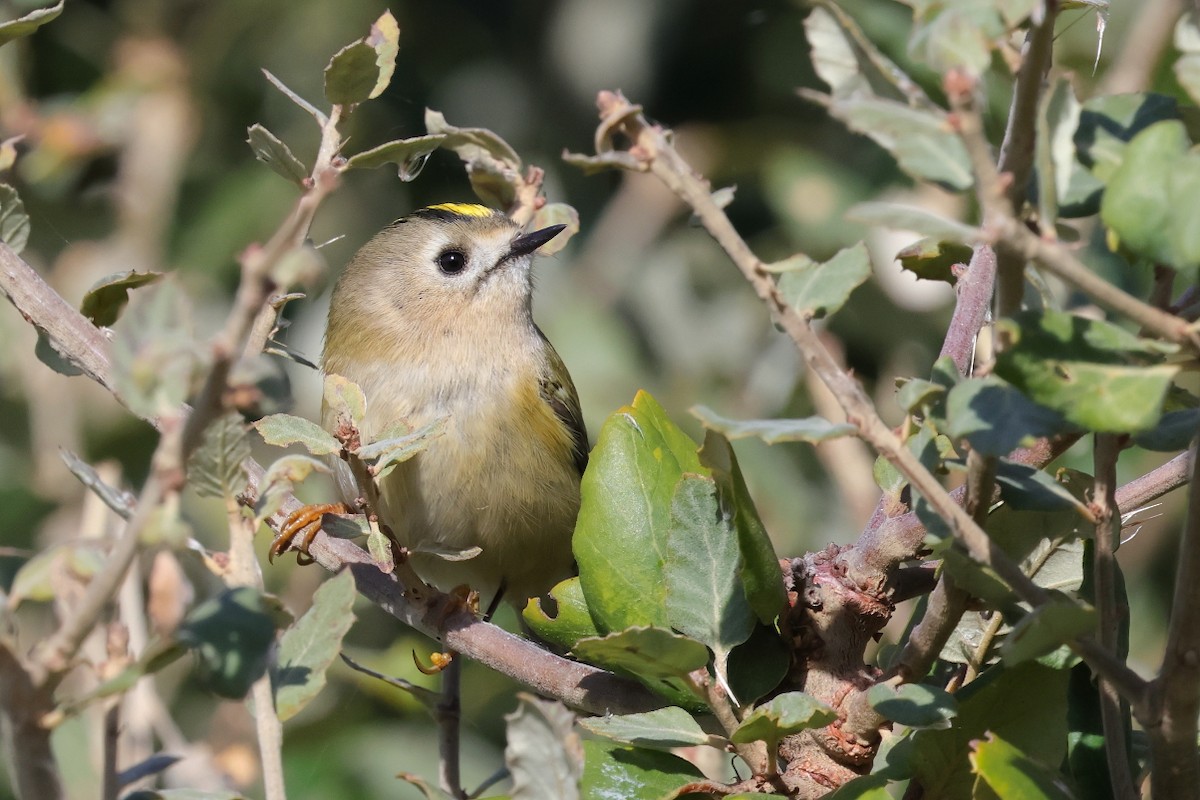 Шар мэлзэн задуулай - ML646306581