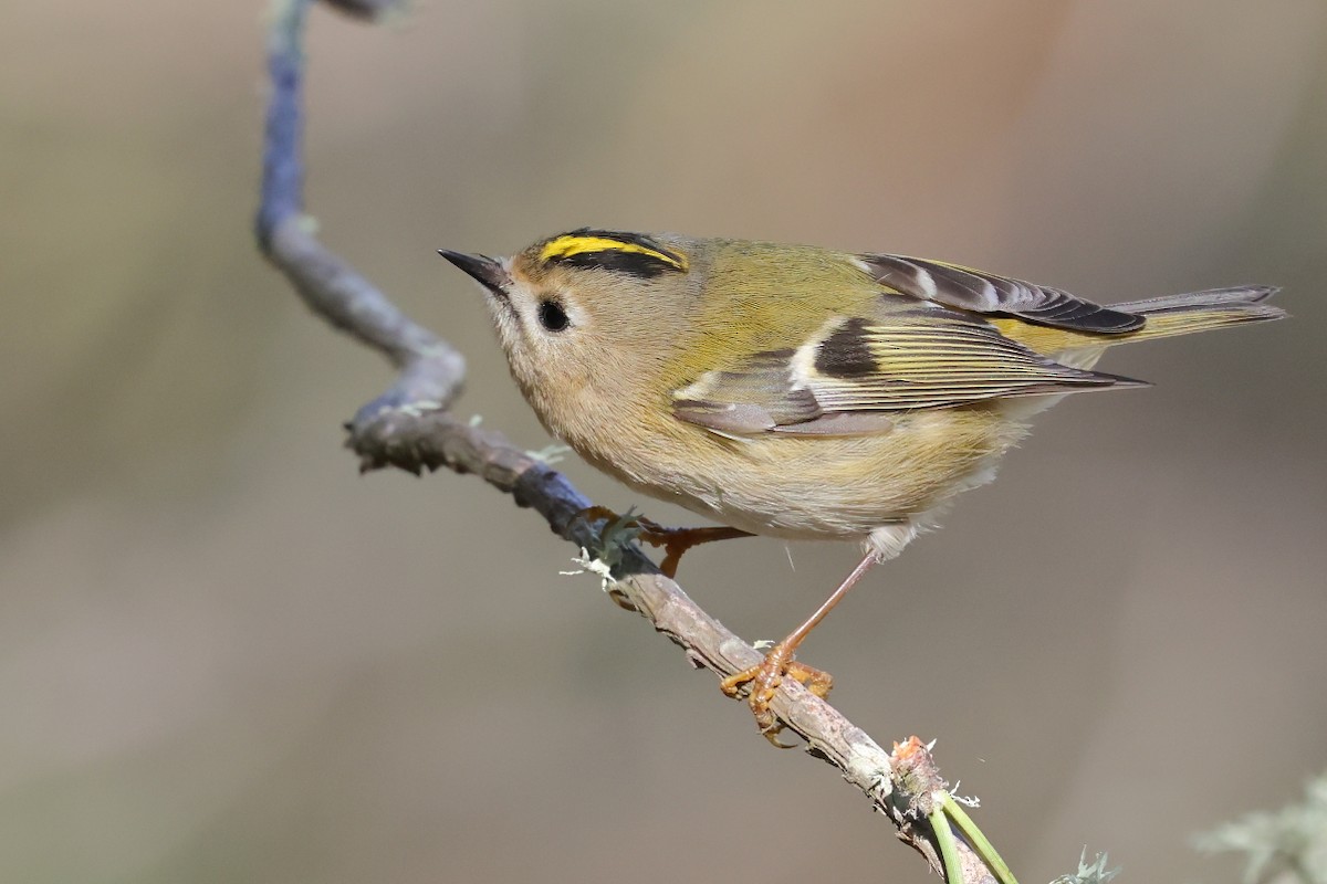 Шар мэлзэн задуулай - ML646306582