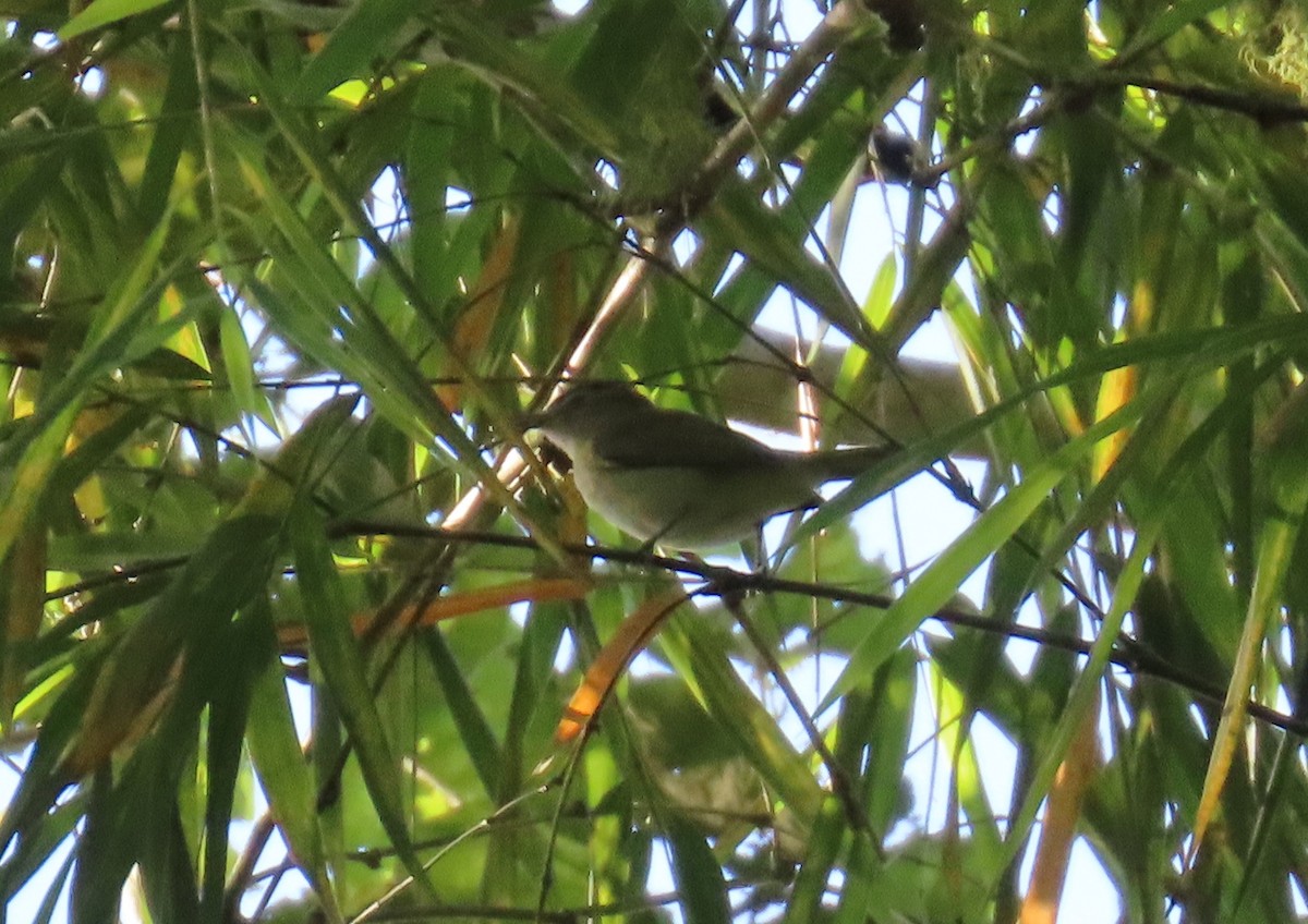 Chivi Vireo - ML646306583