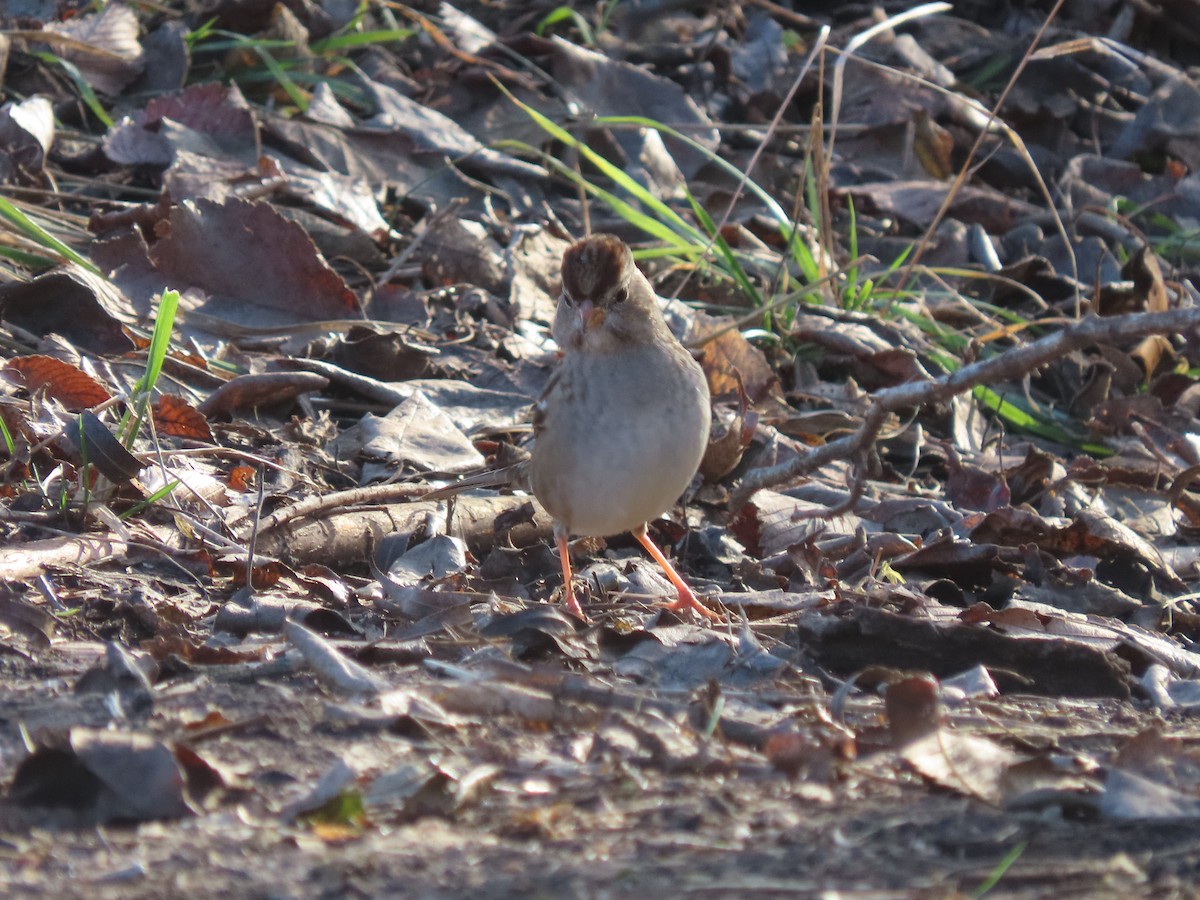 White-crowned Sparrow - ML646306586