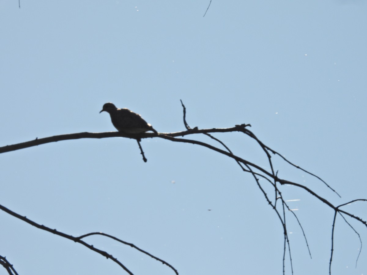 Eared Dove - ML646306587