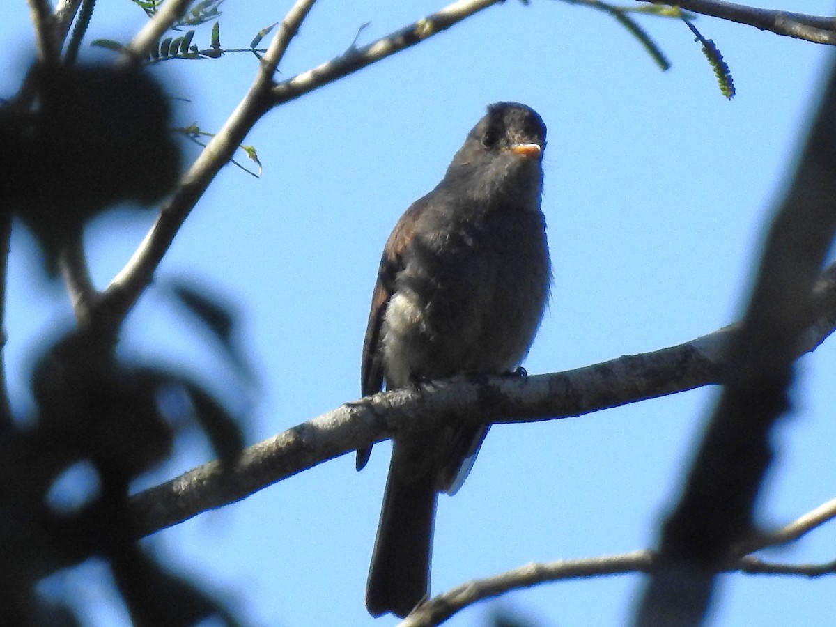 Southern Tropical Pewee - ML646306588