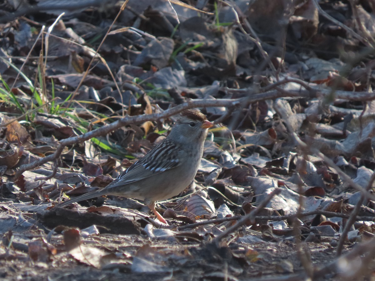 White-crowned Sparrow - ML646306589