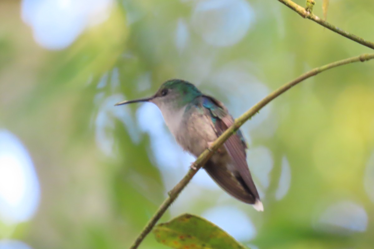 kolibřík andský - ML646306593