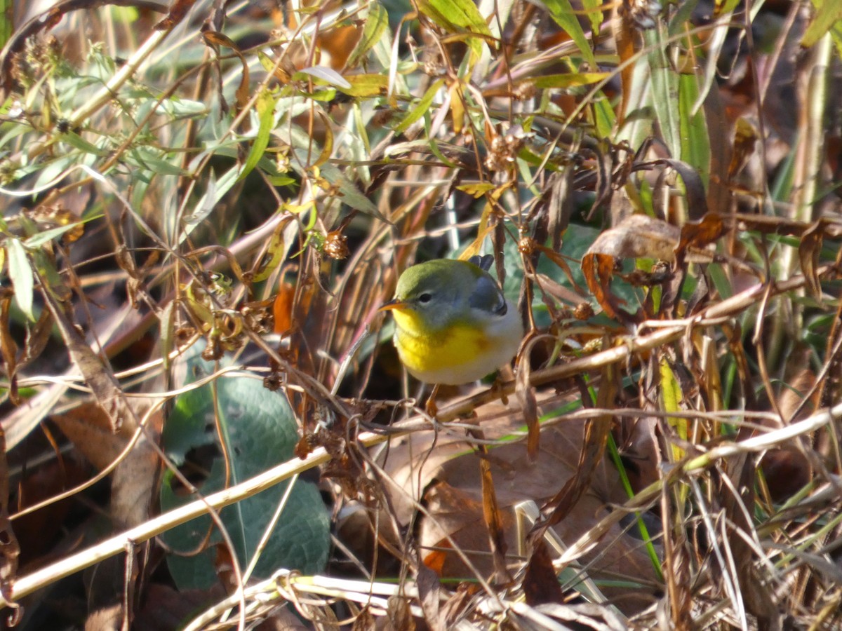 Northern Parula - ML646306595