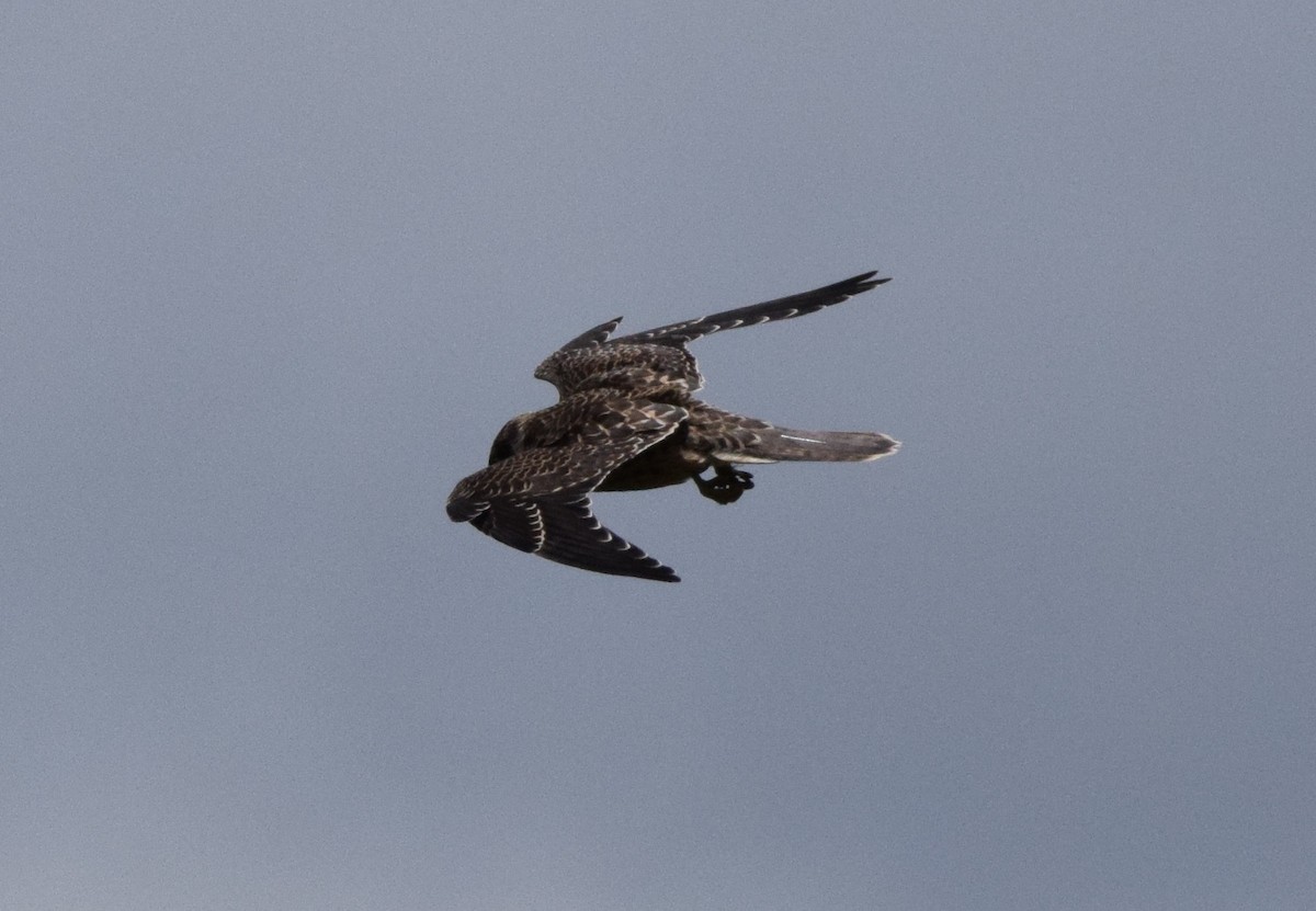 בז חופים - ML646306600