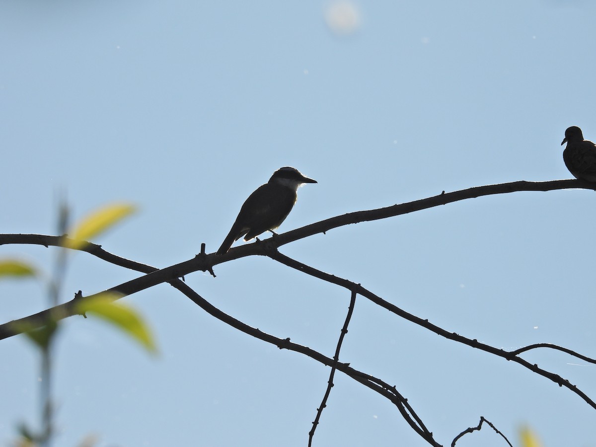 Great Kiskadee - ML646306601