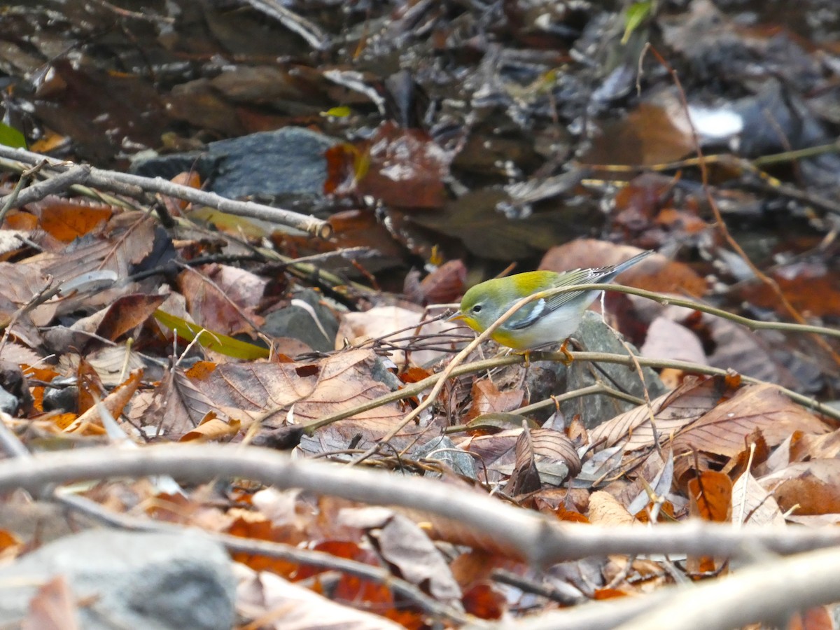 Northern Parula - ML646306602