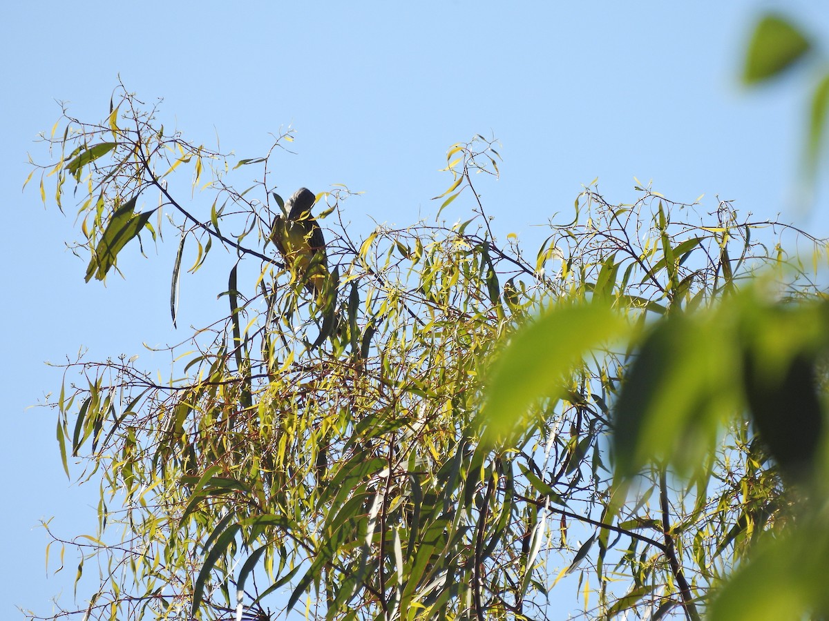 Tropical Kingbird - ML646306603