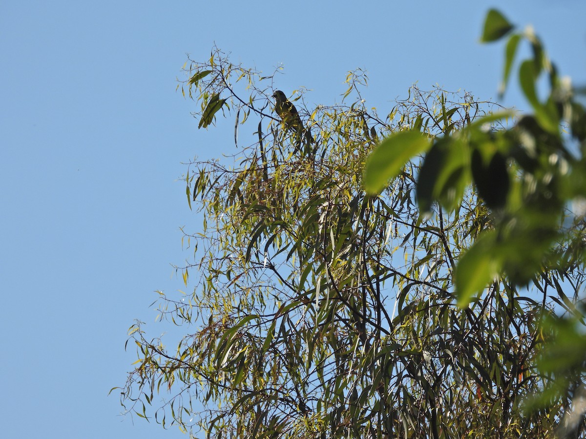 Tropical Kingbird - ML646306604