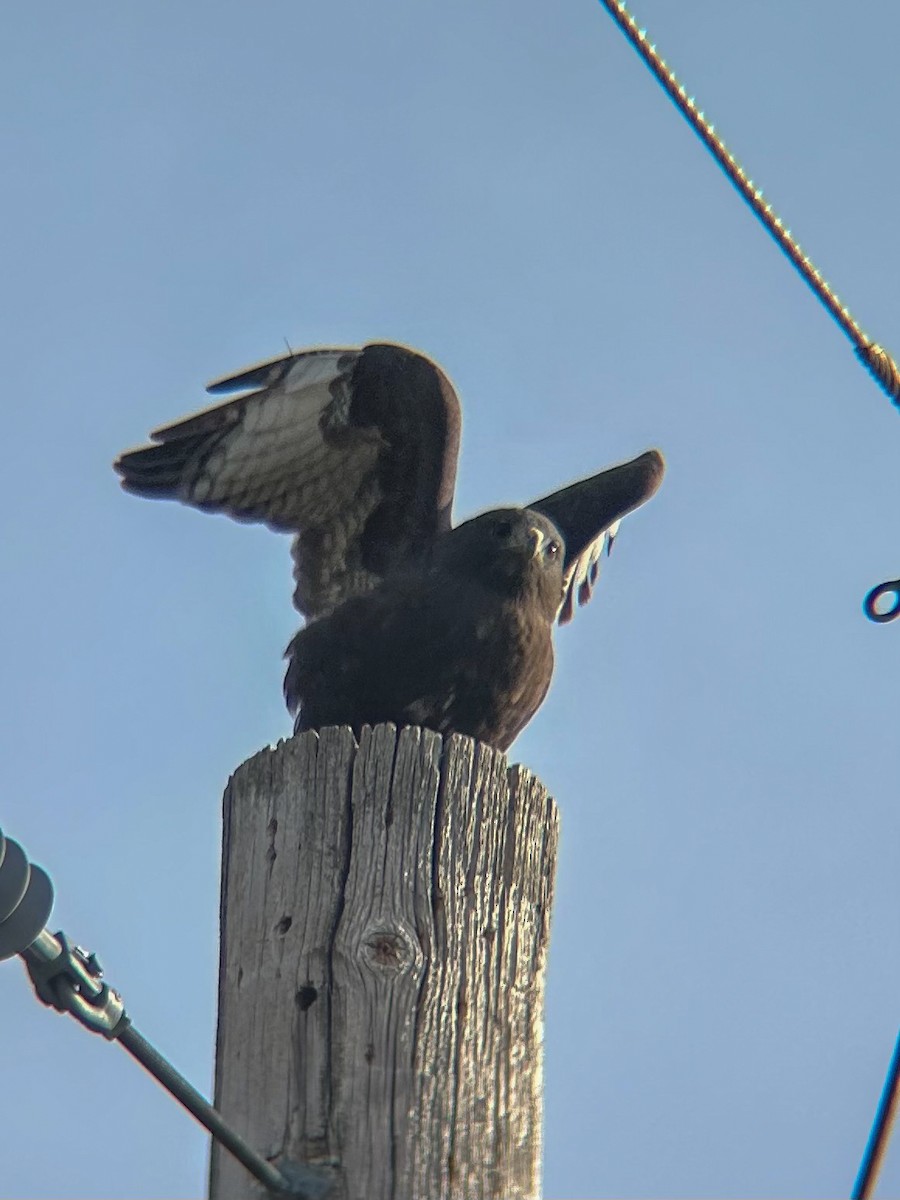 Red-tailed Hawk - ML646306607