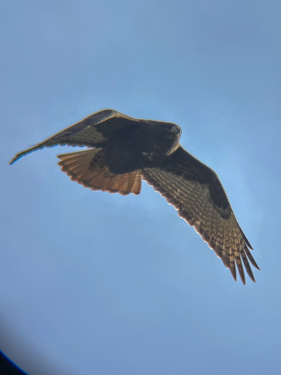 Red-tailed Hawk - ML646306608