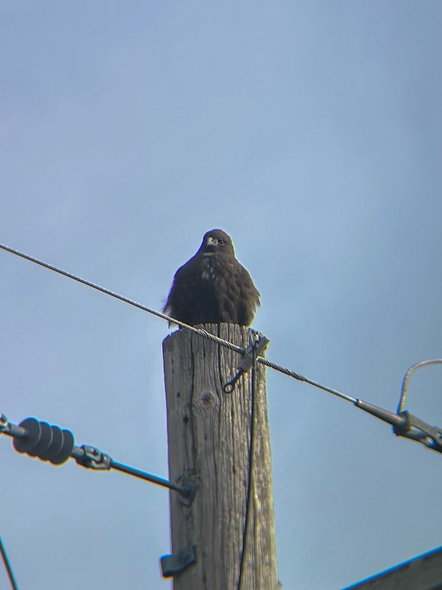 Red-tailed Hawk - ML646306609
