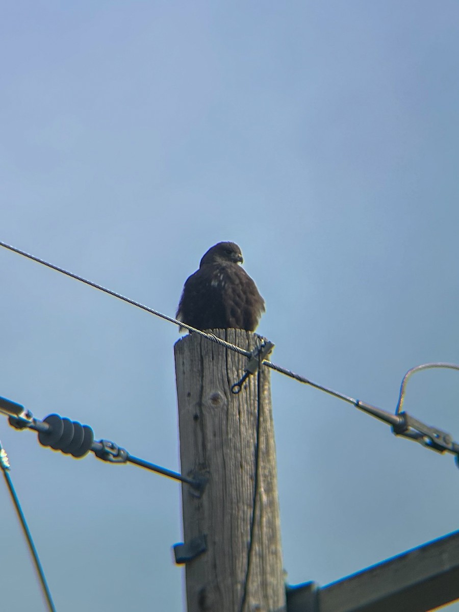 Red-tailed Hawk - ML646306610