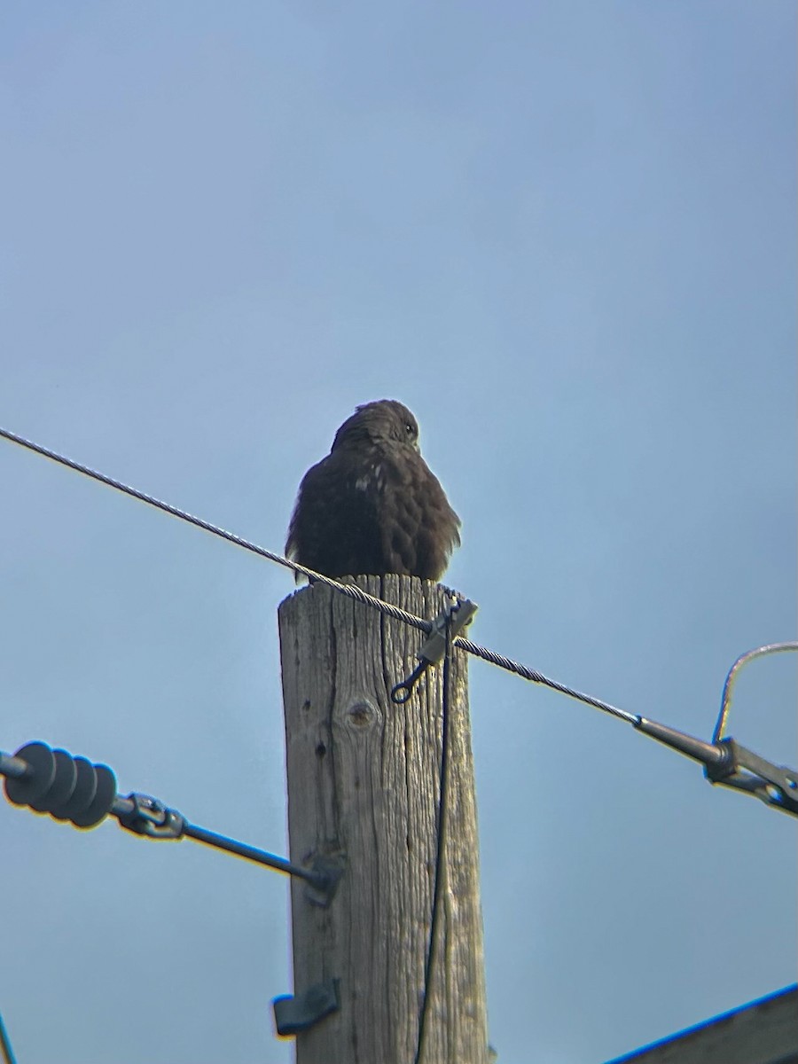 Red-tailed Hawk - ML646306611