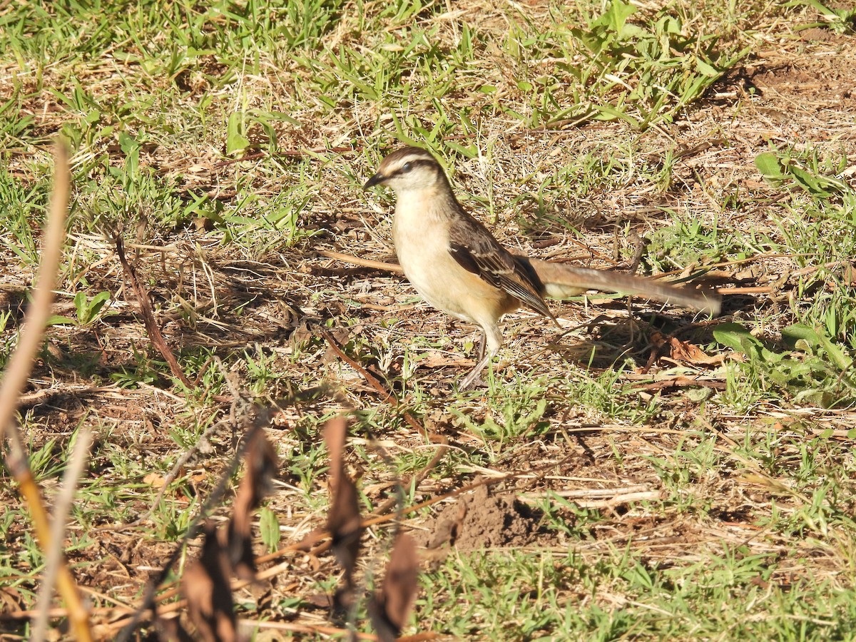 Chalk-browed Mockingbird - ML646306614