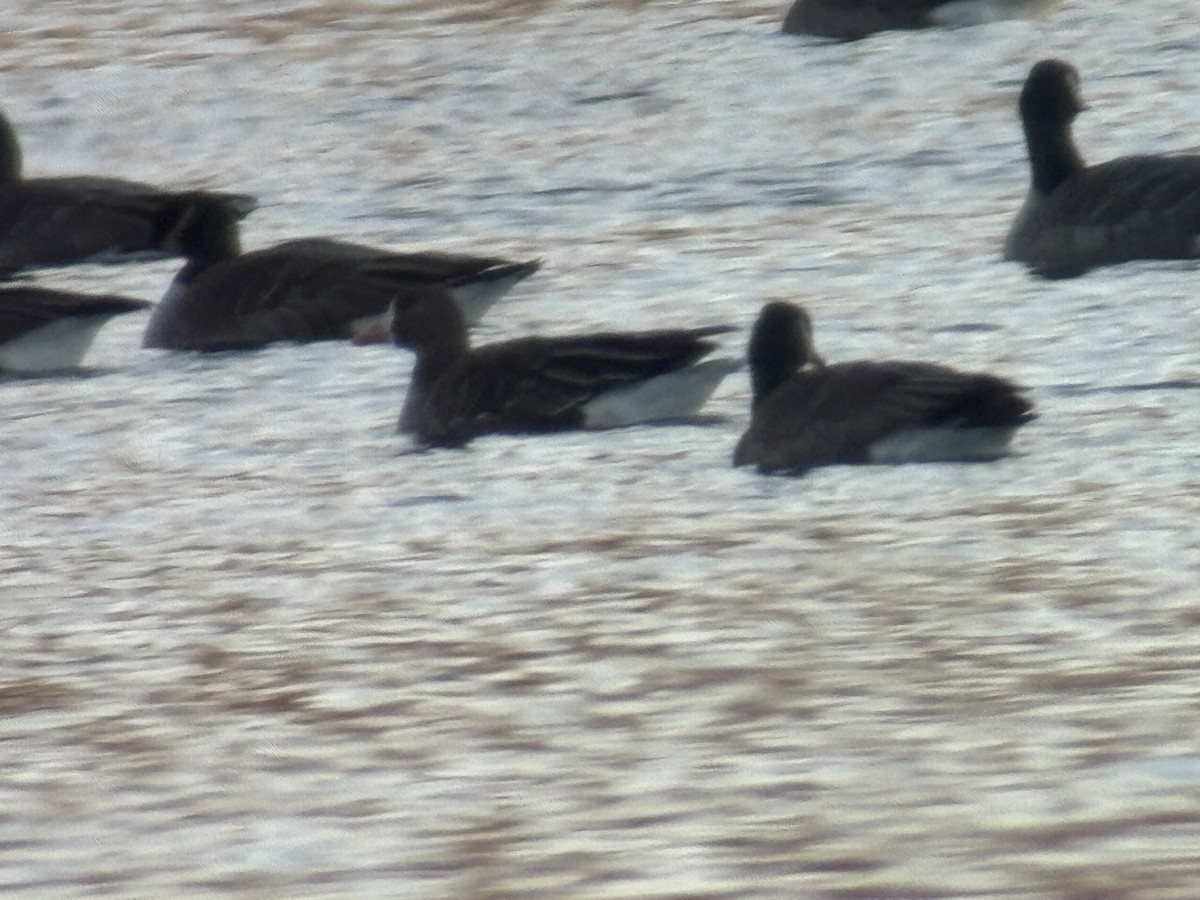 Greater White-fronted Goose - ML646306617