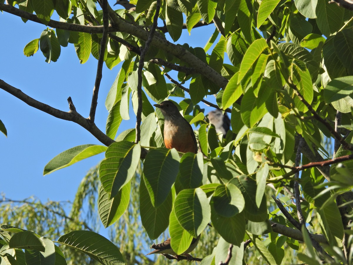 Rufous-bellied Thrush - ML646306620