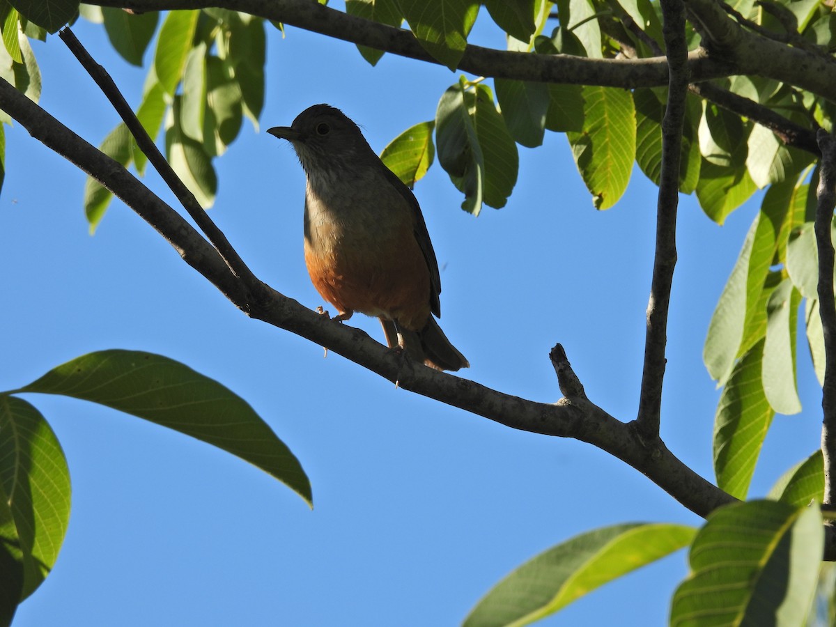 Rufous-bellied Thrush - ML646306621