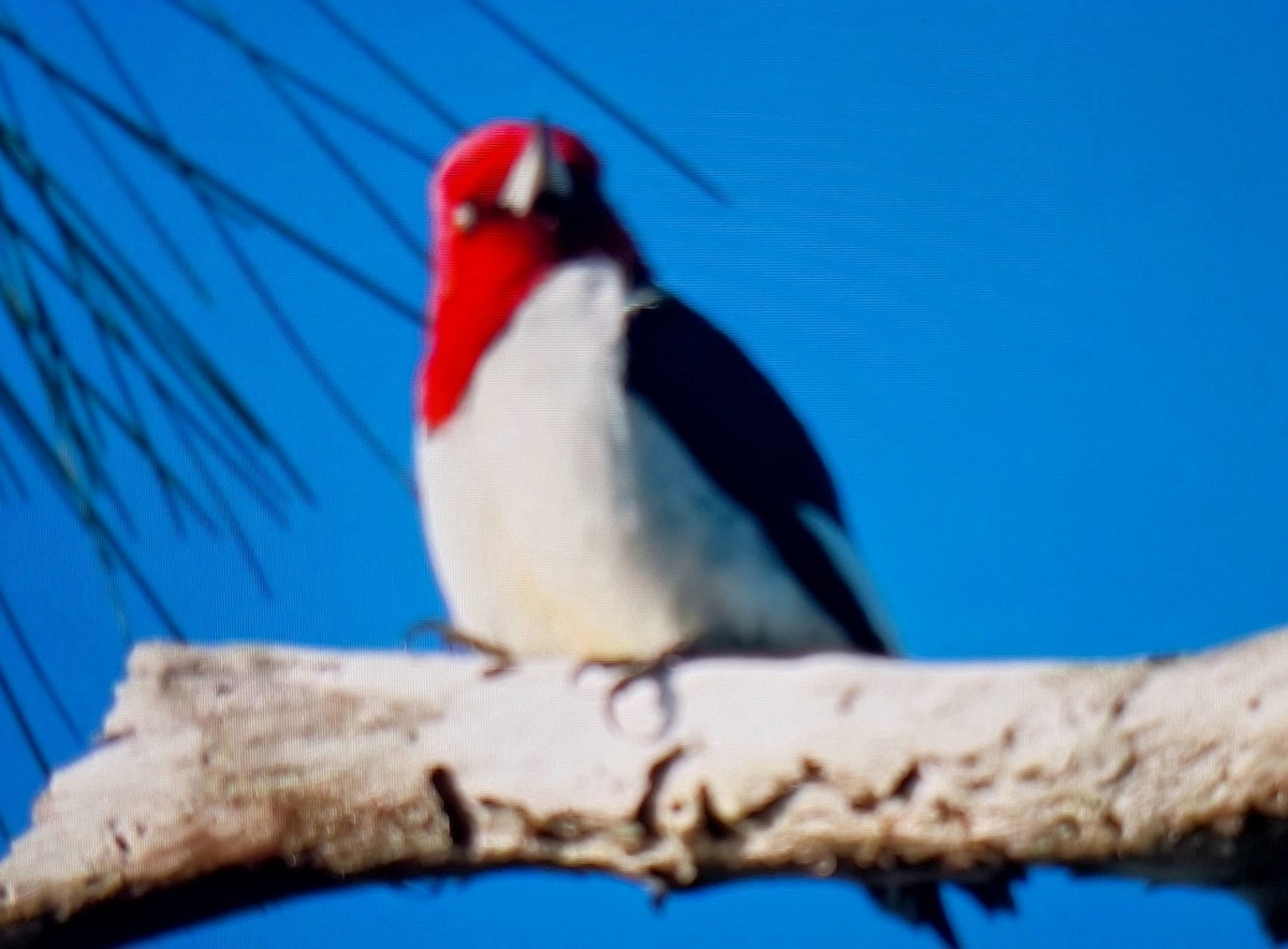 Red-headed Woodpecker - ML646306622