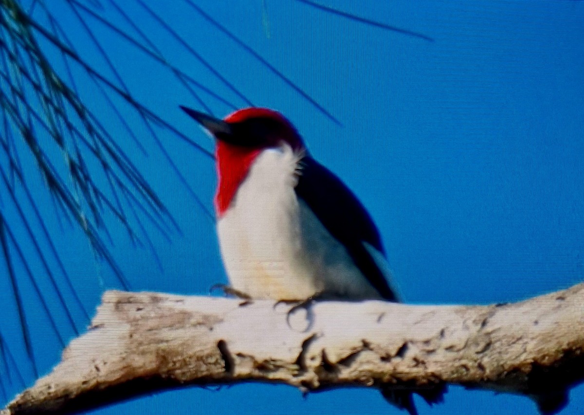 Red-headed Woodpecker - ML646306623