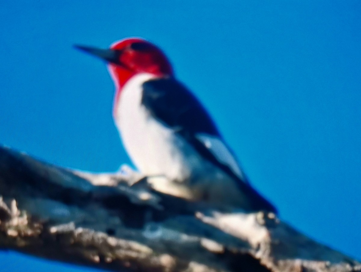 Red-headed Woodpecker - ML646306624