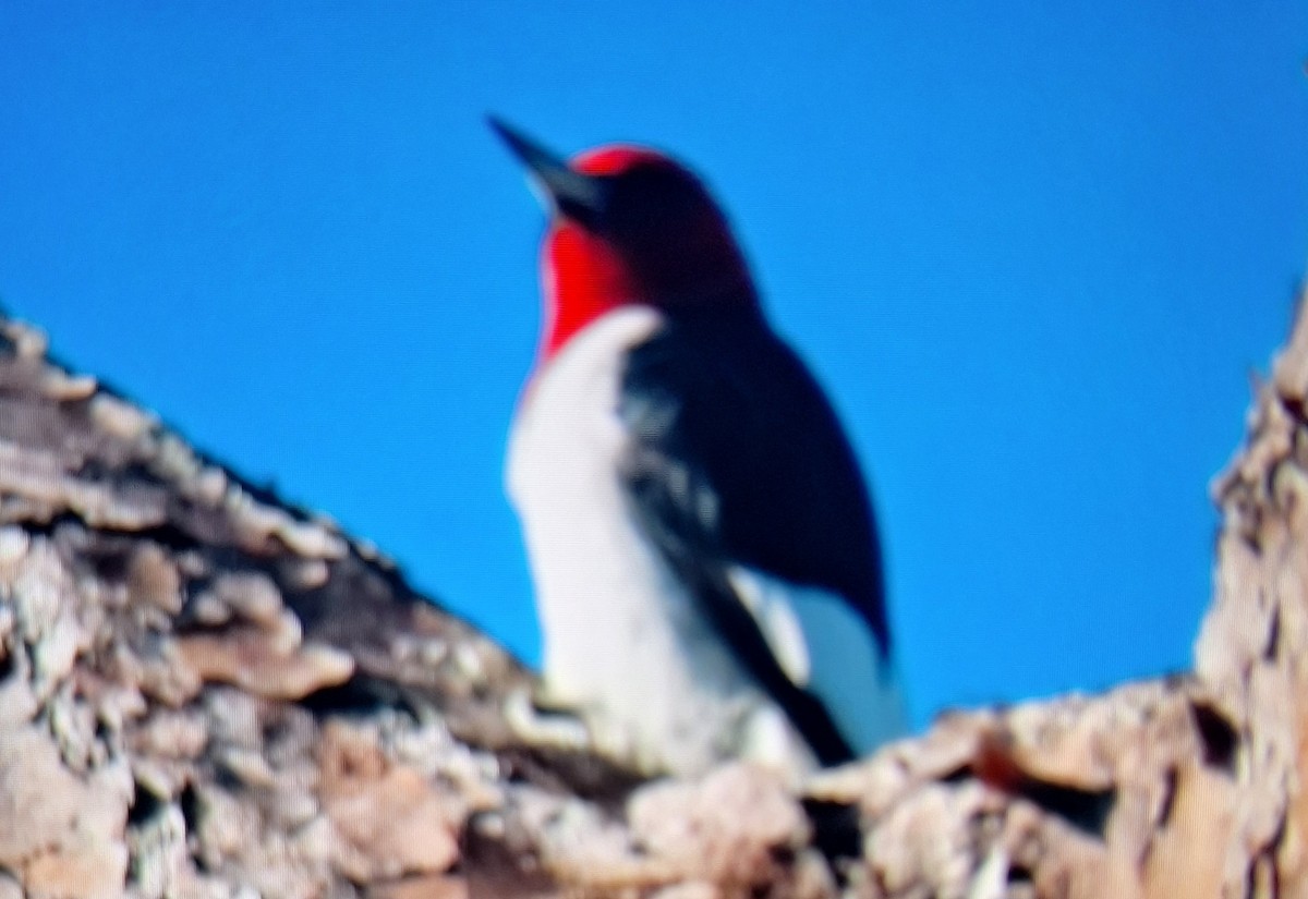 Red-headed Woodpecker - ML646306625